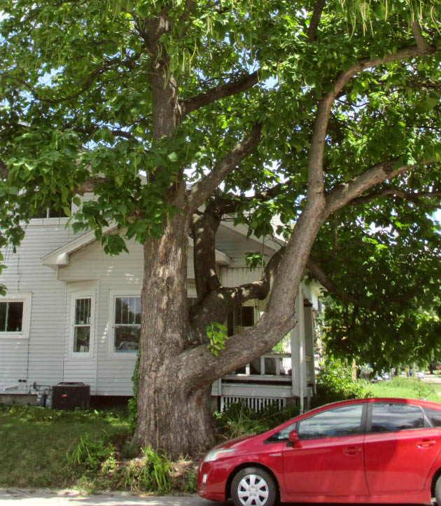 Catalpa John James Audubon